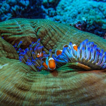 Divine Divers Ilhas Gili Exterior foto