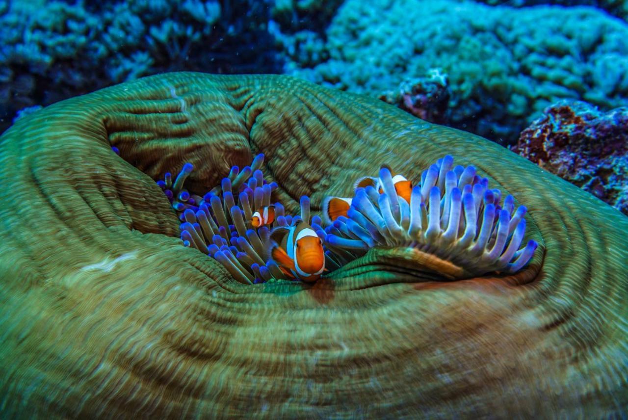 Divine Divers Ilhas Gili Exterior foto