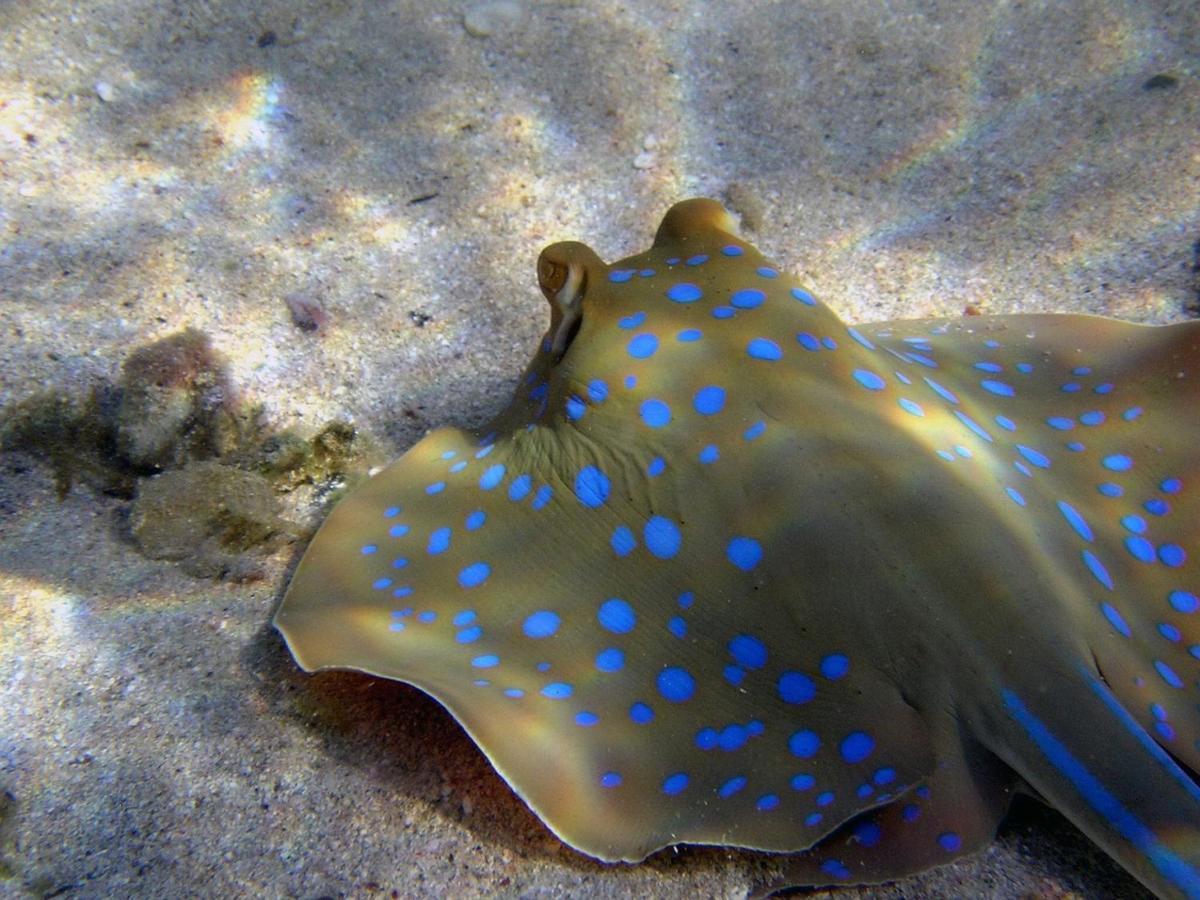 Divine Divers Ilhas Gili Exterior foto