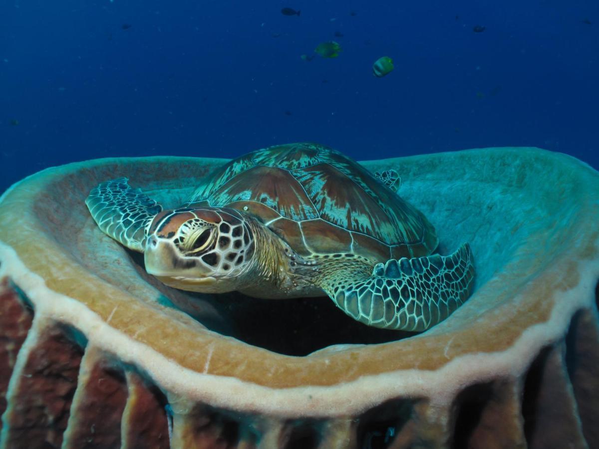 Divine Divers Ilhas Gili Exterior foto